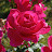 Розовые грёзы цветы