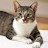 @Contaminated_Cat
