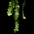 KJqgKvu48L8-channel-avatar-Epiphytic Cacti