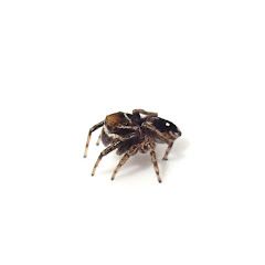いきもの密着チャンネル