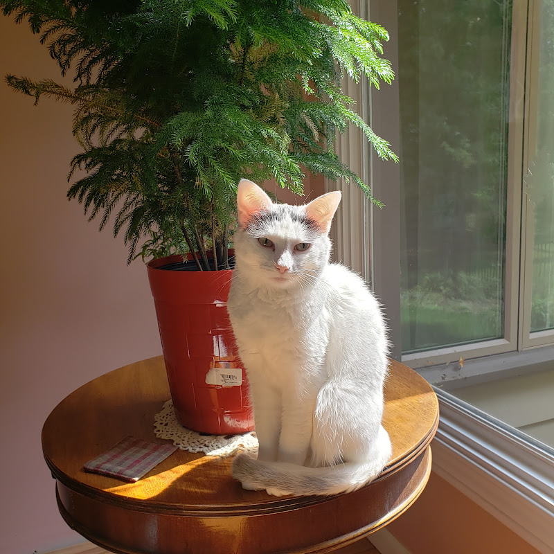 PetFinder TeamTrixie