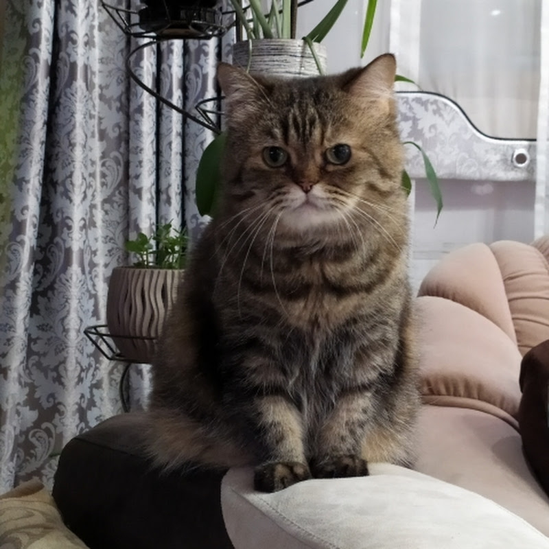 Виноград и сад в Омске