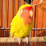 UidJIou8QcE-channel-avatar-LoveBirds World