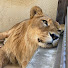 AO3_rAgkXBA-channel-avatar-KOMORO ZOO 小諸市動物園　長野県小諸市