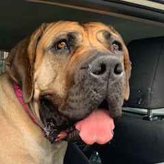 Molly the Boerboel Avatar