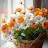 @hafsajaved488
