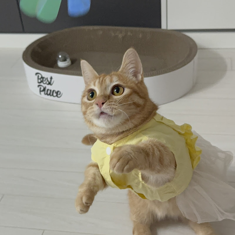 윪튜브⭐️