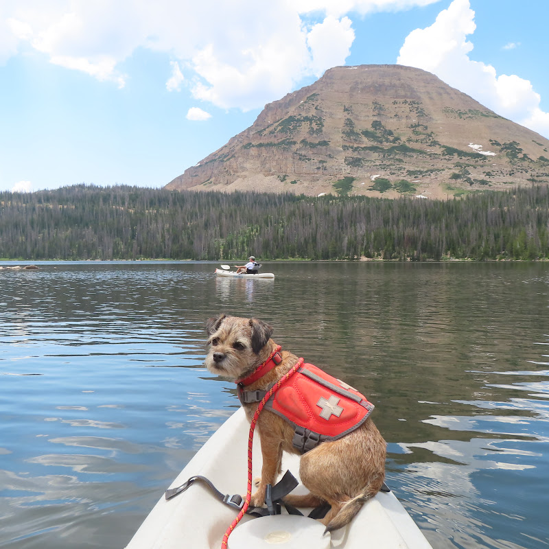 Border Terrier Poppy Adventures
