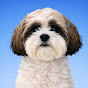 내이름은 안순둥_시츄 Shih Tzu