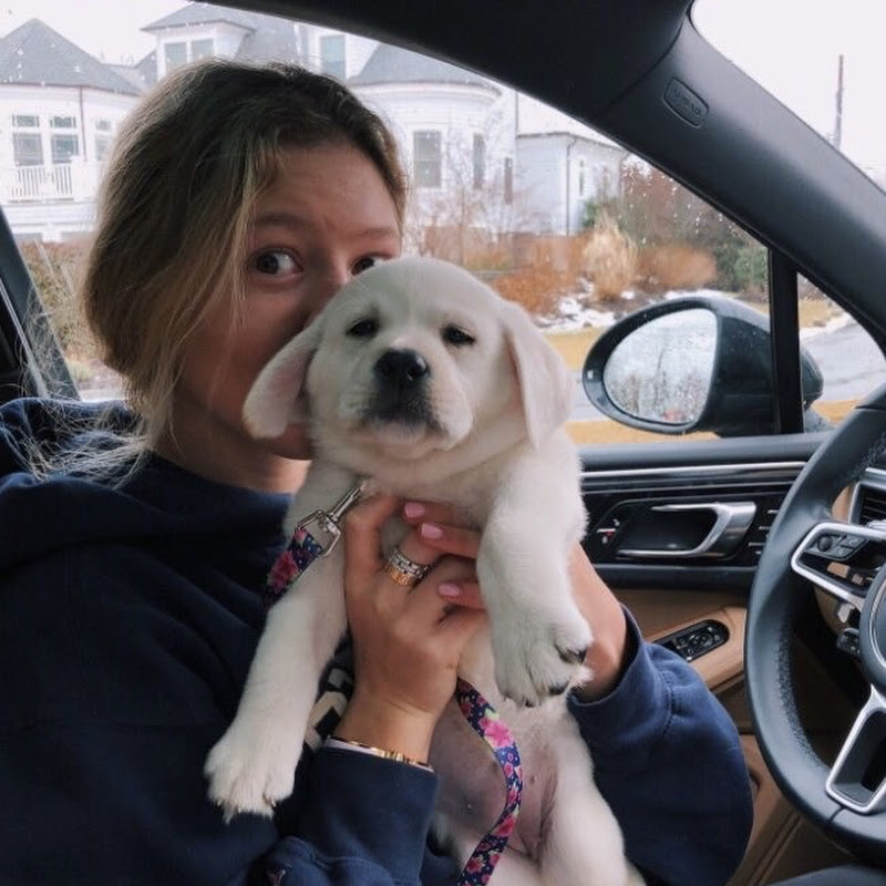 Dog Wellness