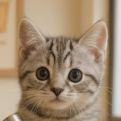 Kitten’s World