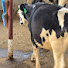 denEz4ZD4mg-channel-avatar-Kasirye breeders Mityana District Uganda 