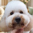 kdue7jLN0dg-channel-avatar-Dog Grooming Style