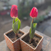 GARDENING FOR BEGINNERS