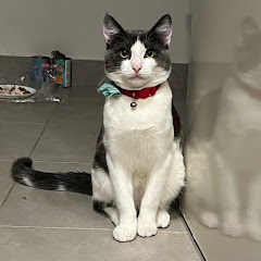 Hussain Hakimi avatar