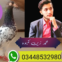 Zain kamboh pegions