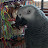 African Grey Parrot-Oscar's Rescue Journey