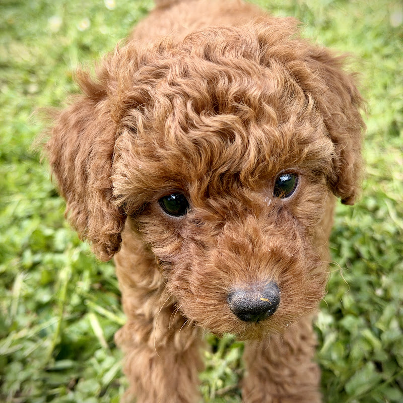 Nuri the Red Toy Poodles icon