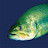 @FLCatch Avatar