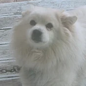 かわいい毛玉