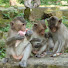 kJLypEwxruc-channel-avatar-Monkey funny 2024