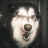 Avatar de @Shin-i6w-o2u
