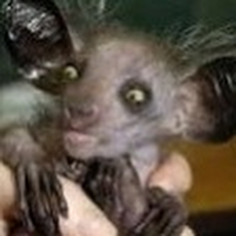 next Animal