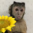 【モンキーふーちゃん・Monkey Foo】Yuri Channel