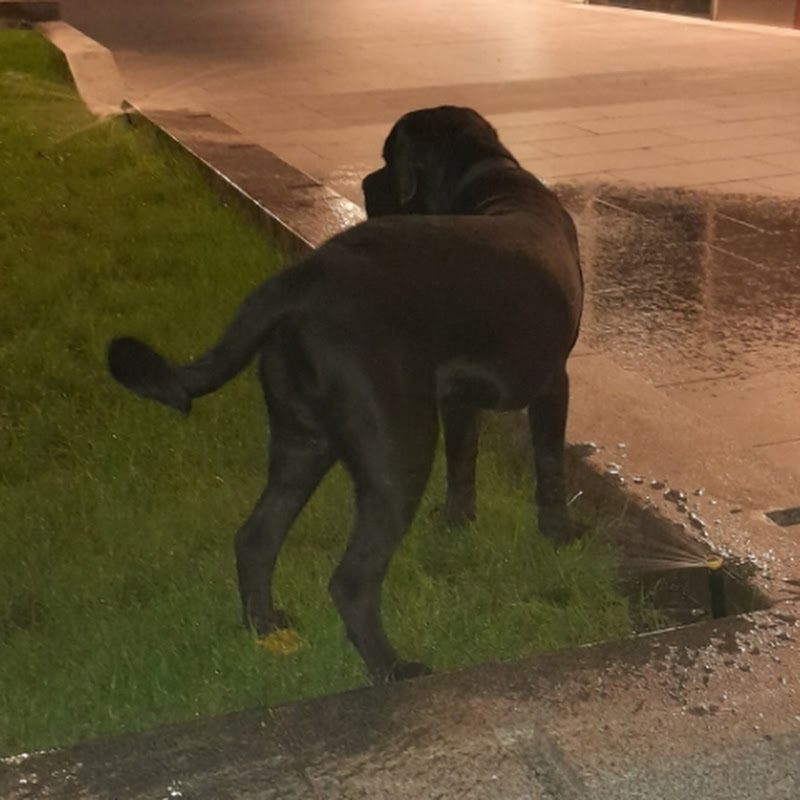 That Cane Corso King