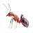 RED ANT