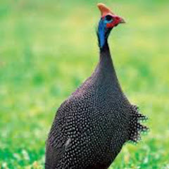 KANATLILAR ALEMİ SAMSUN