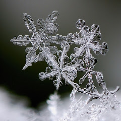 三田園アイコン画像