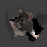 1iCGZBqIcJI-channel-avatar-Mutt_Buncher4