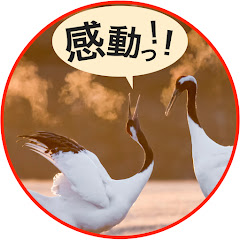 感動 鶴の恩返し