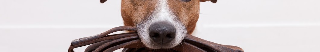 MickaÃ«l Ã‰ducateur canins & comportementaliste YouTube channel avatar