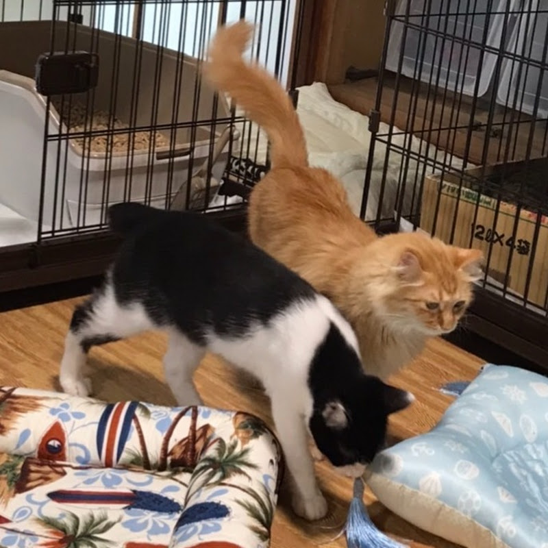 元保護猫〜おかきと大聖・プラムとプルーン〜猫4匹の気ままな日常