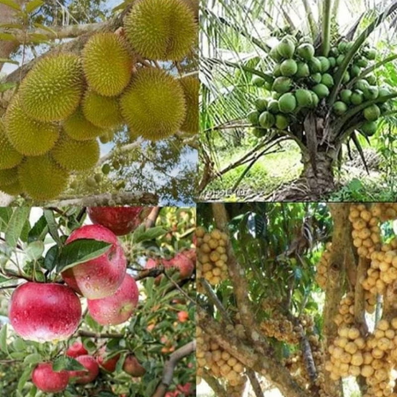 REALTY PHILIPPINES - TV