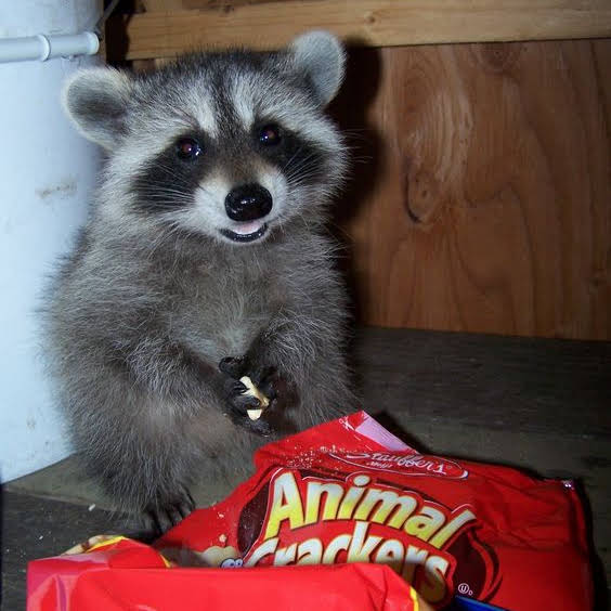 Post from Cyber Raccoon