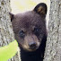 vQ1-iXpWez8-channel-avatar-Berkshire Trail Cam