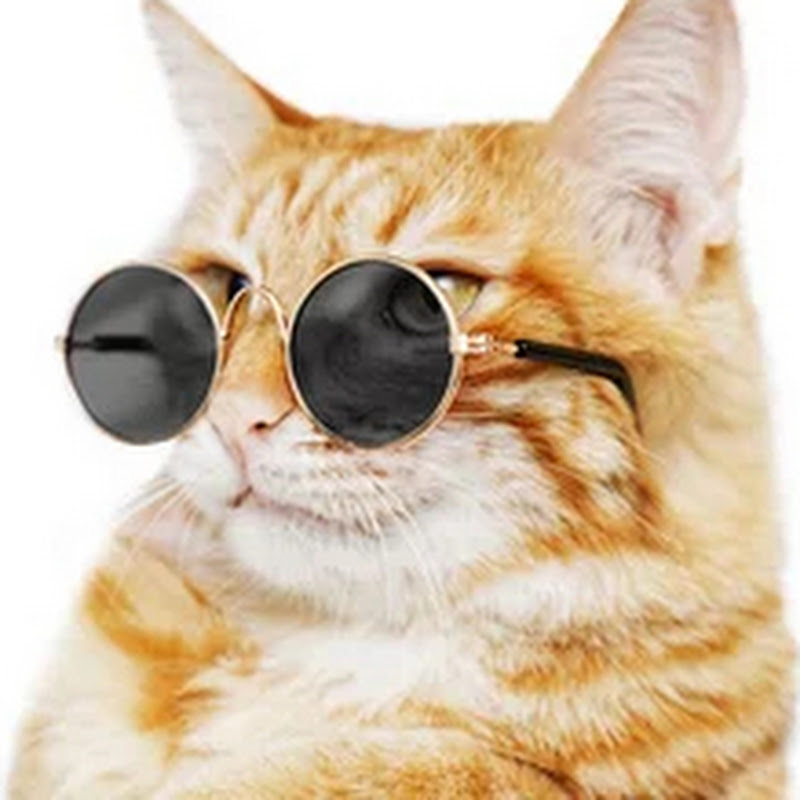 Cat lover's simba 0007