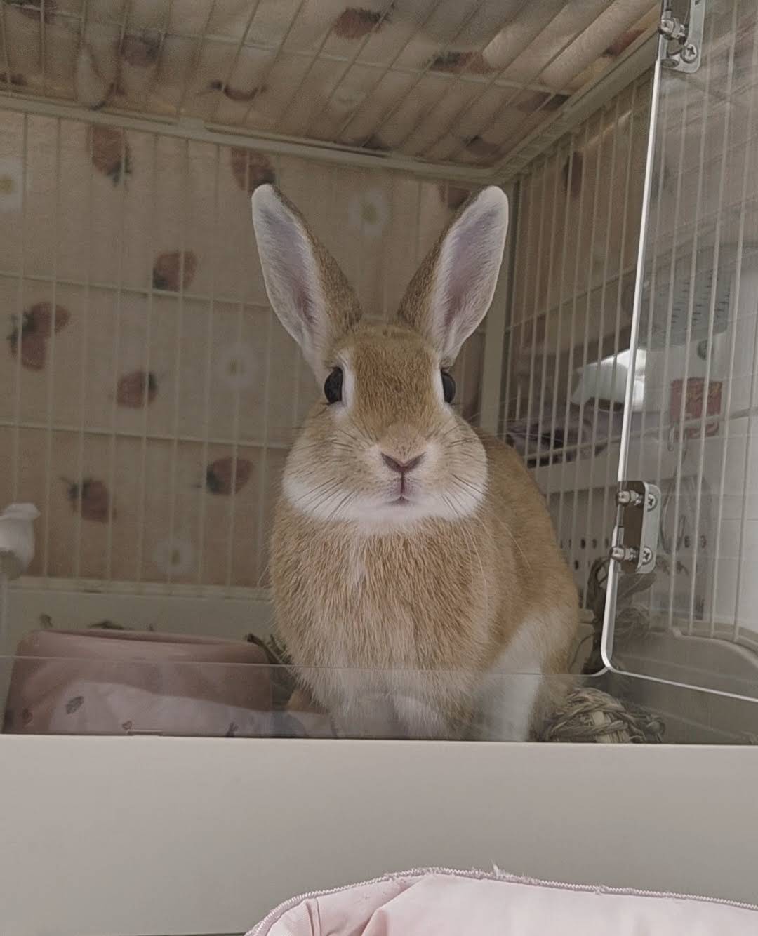 うさぎ様 YouTube