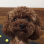 공심이