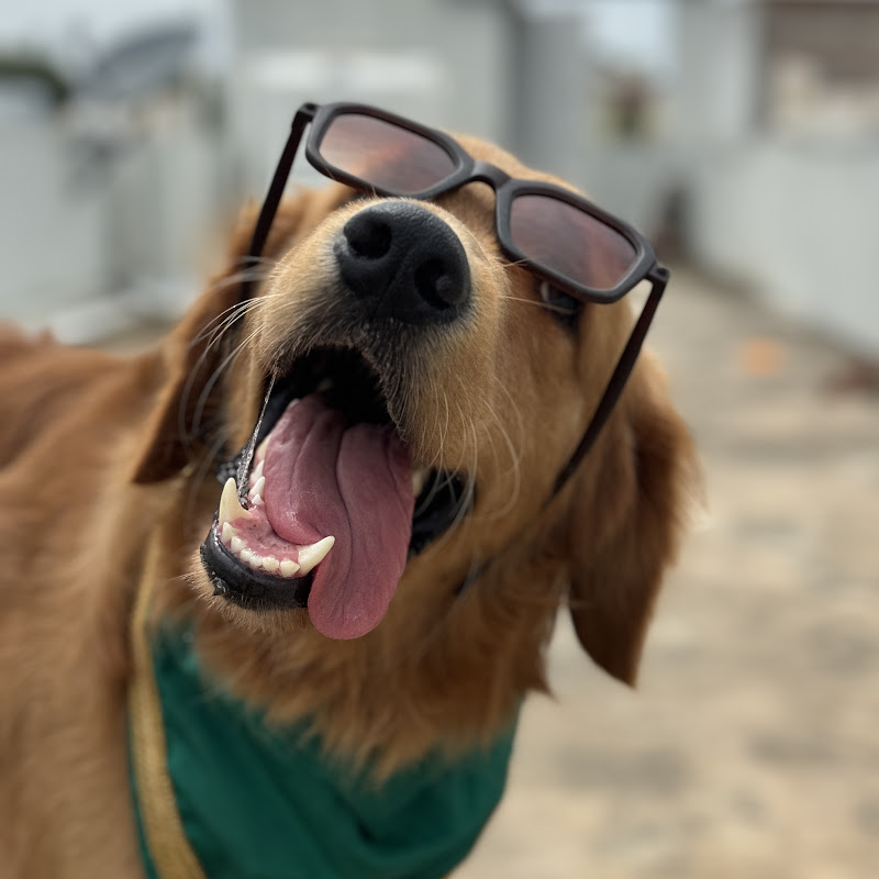 Brunothegolden