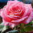 @nayroohijordan