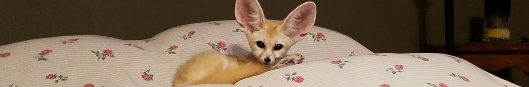 Lucy the Fennec Fox YouTube channel avatar