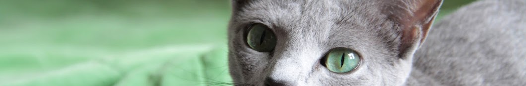 Russian Blue Cats in Amsterdam. NAVY ABYSS Cattery Avatar de chaîne YouTube
