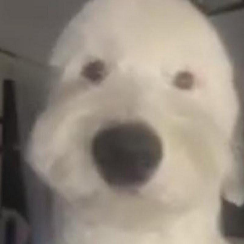 Sploof