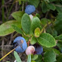 Blueberry Fields Cooperative logo