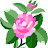 @wildrose912