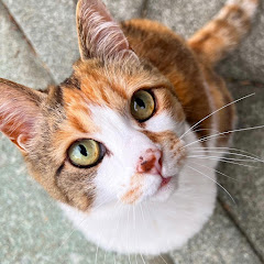 那須の長楽寺 サブチャンネルアイコン画像